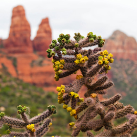 Цветущие кактусы на фоне красных скал